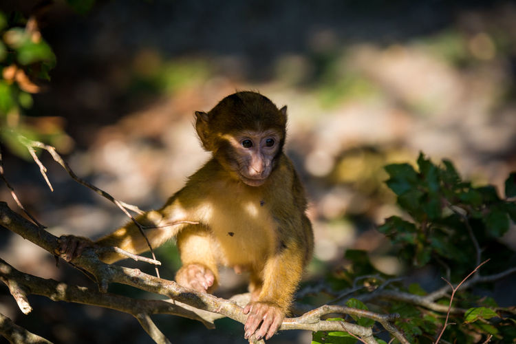 Close-up of infant sitting on branch
