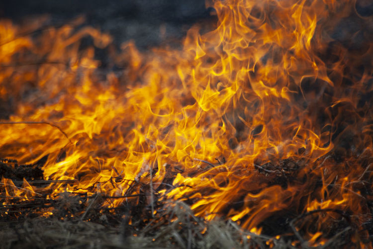 Dry grass is burning. fire in the field in spring. burning dead wood over a large area. 