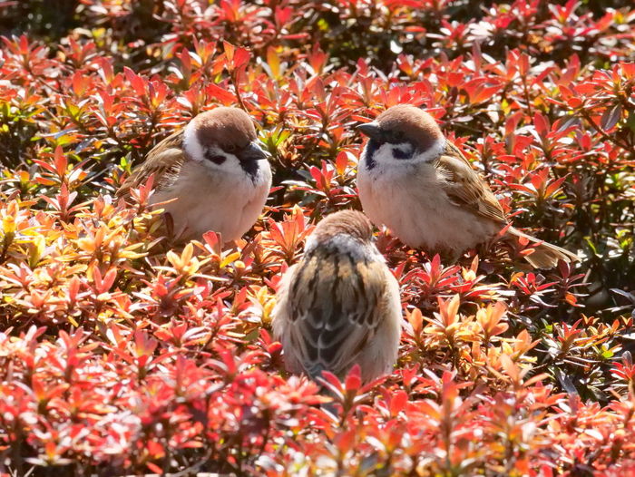 Birds perching on a plant