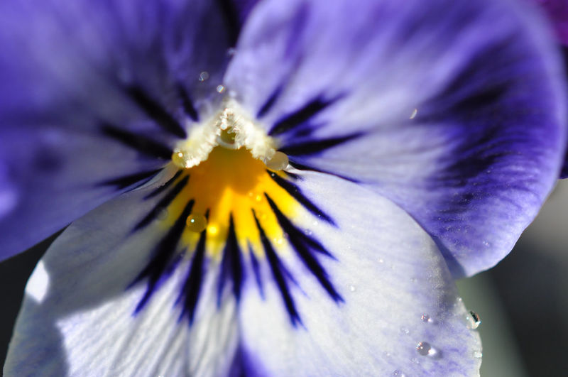 Close-up of water drops on pansy