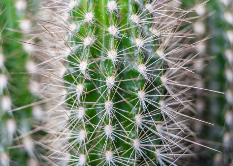 thorn