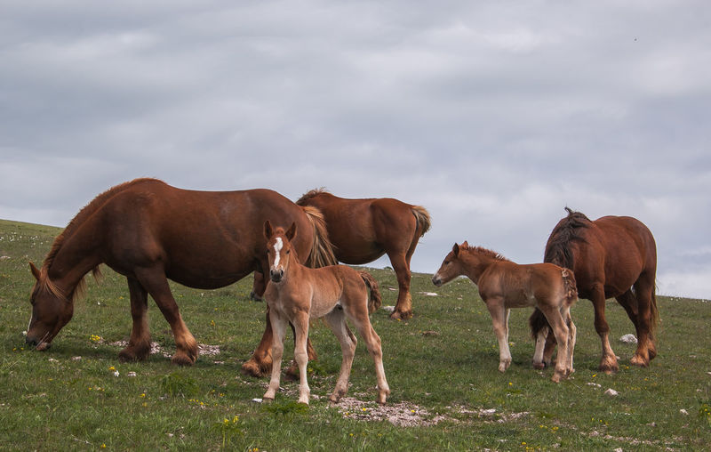 Horses and foals on grassy field against cloudy sky