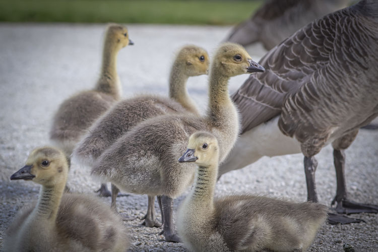 Young geese in the park