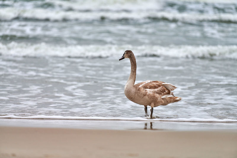 Young brown colored white swan walking by blue waters of baltic sea. brown swan chick. cygnus olor