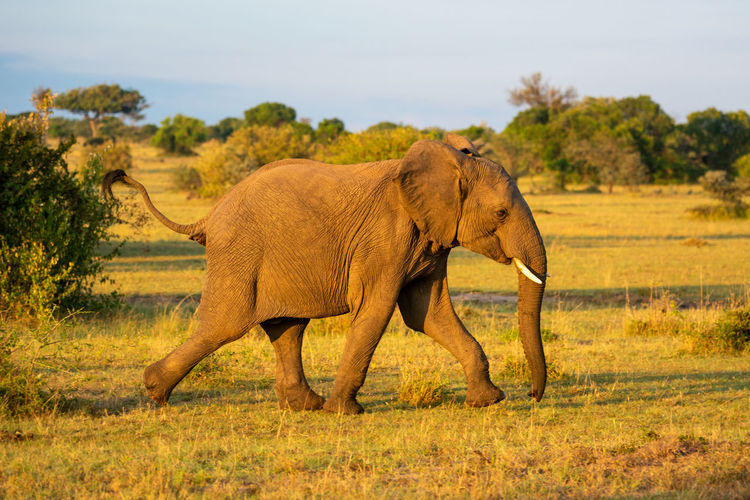 African elephant running past bushes on savannah