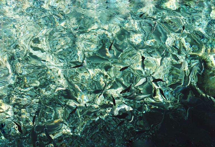 Full frame shot of fish swimming in sea