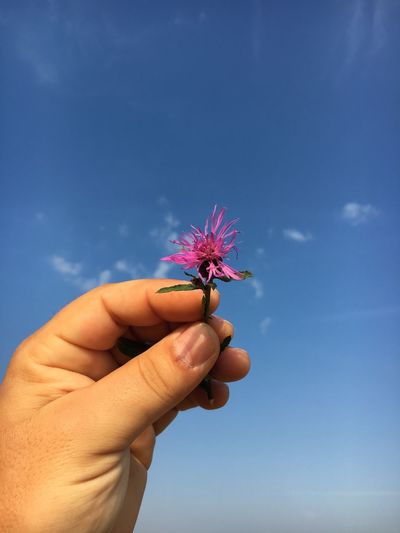 Cropped hand of person holding cornflower against blue sky