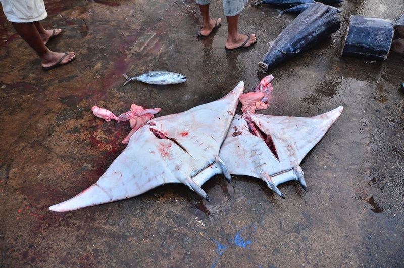 High angle view of rays on fish market 