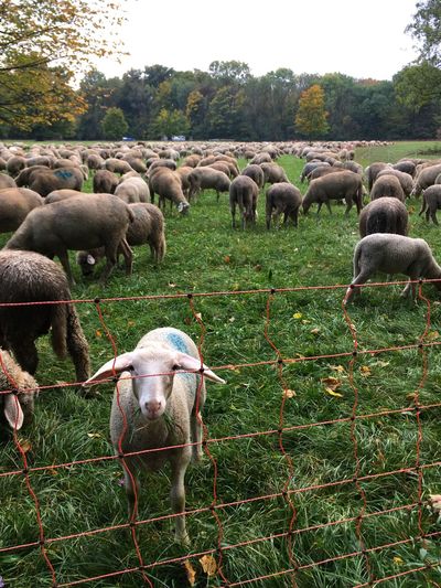Herd of sheep on ground