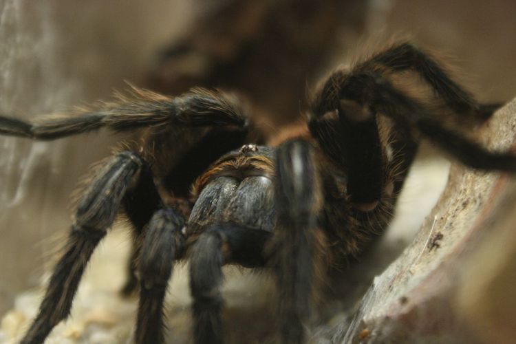 Close-up of spider