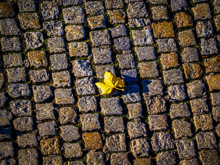 High angle view of yellow flower on footpath