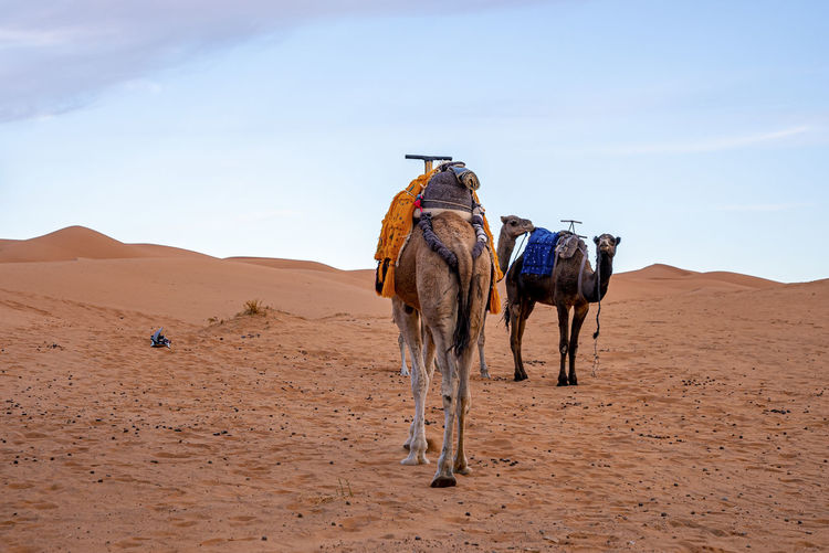 Dromedary camels standing on sand dunes in desert against blue sky