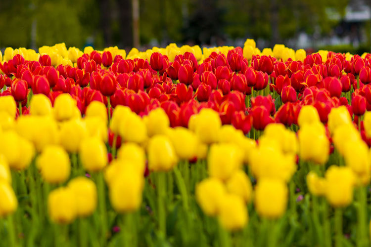 Close-up of multi colored tulips in bloom