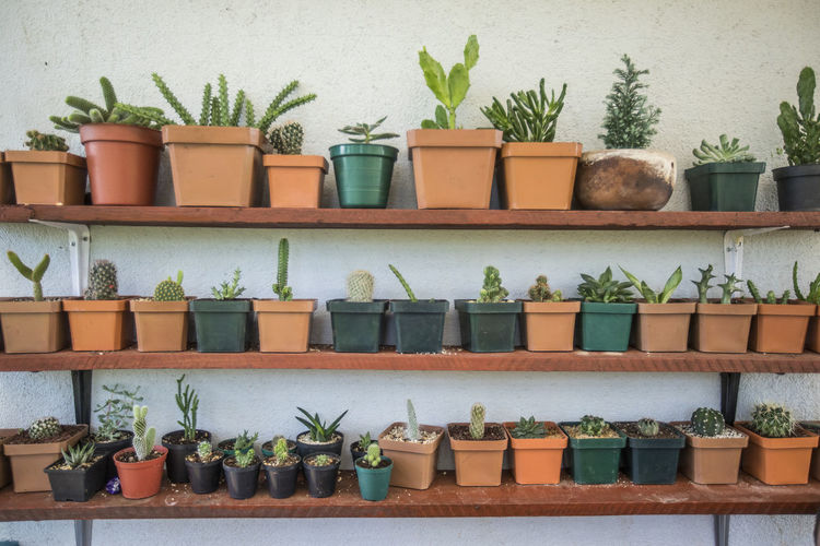 Assorted cactus and succulent plants on shelf garden.