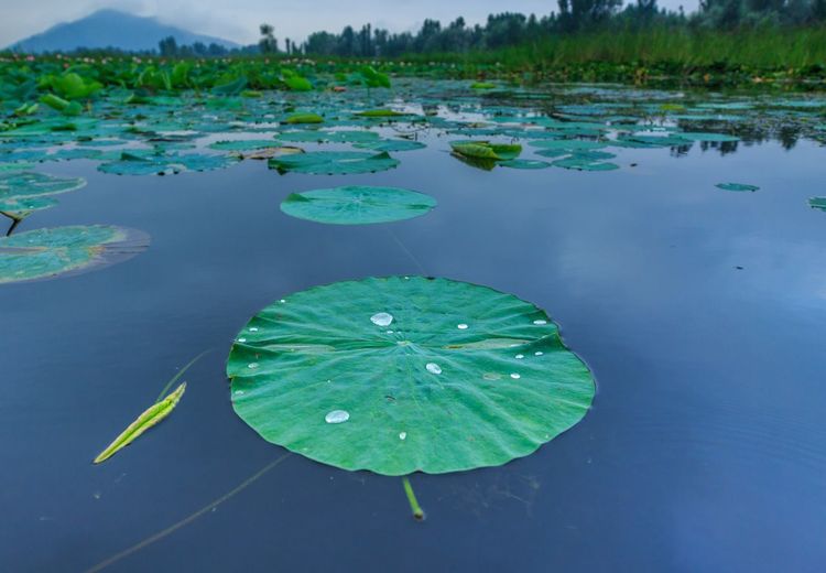 Lotus water lily in lake