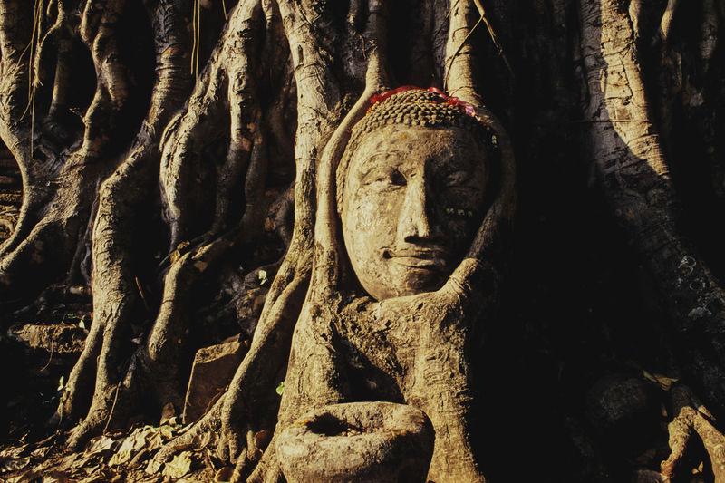Buddha head in tree root at ayutthaya