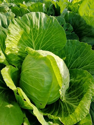 Full frame shot of cabbage