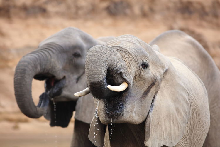 Close-up of two elephants drinking water