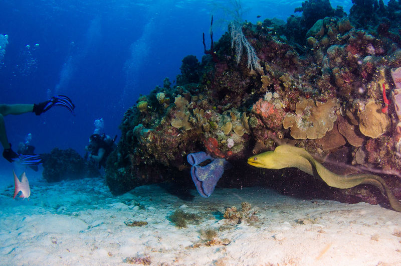View of green moray eel swimming in sea