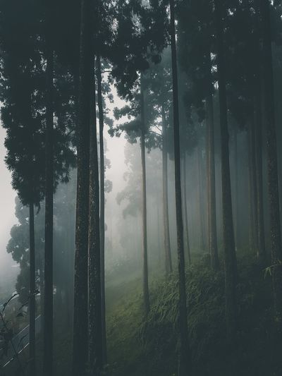 Trees on field against sky