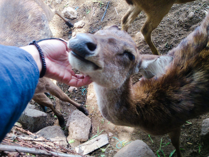 Cropped hand of person stroking deer outdoors