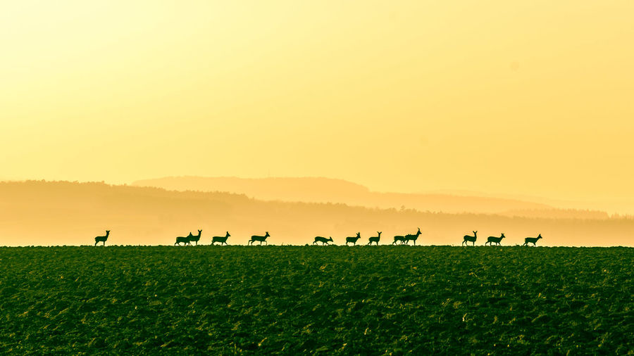 View of deers on field during sunset