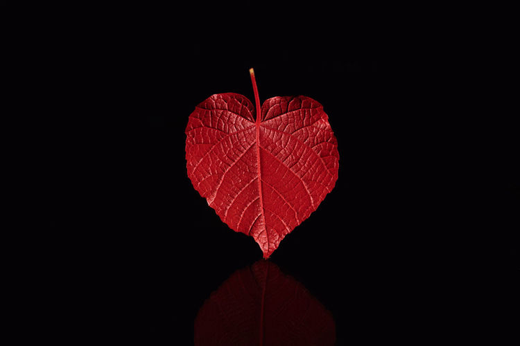 Close-up of red heart shape against black background