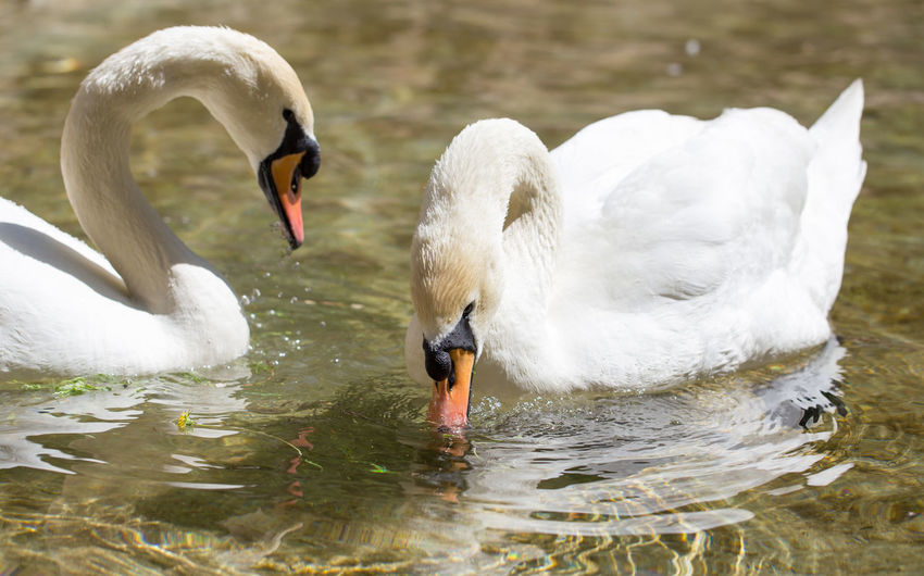 Swans swimming in lake