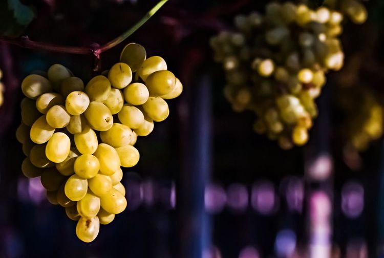 Close-up of grapes hanging in container