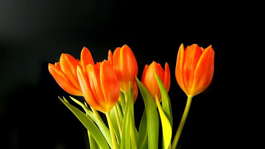 Close-up of orange tulips blooming against black background