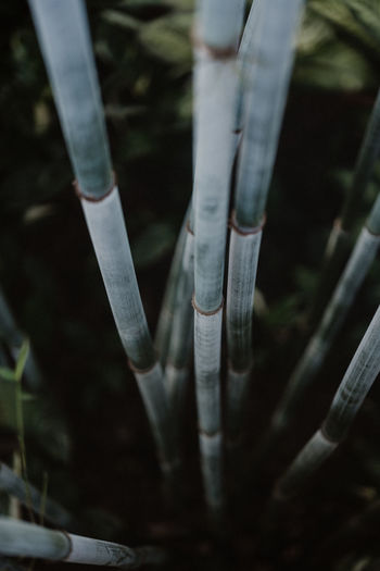 High angle view of bamboo plants