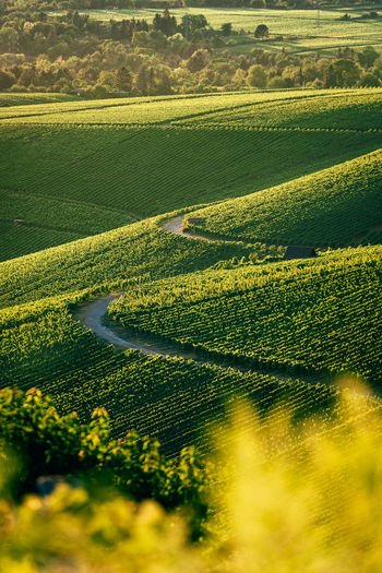 View of an s-shaped road leading through vineyards at sunset