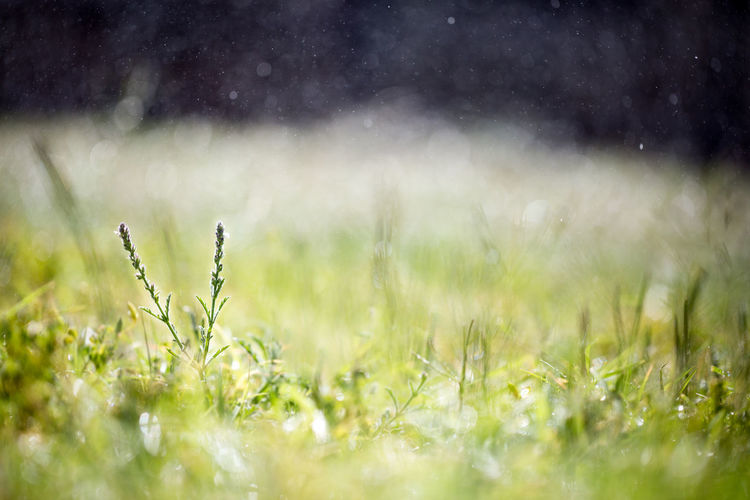 Wet grass on field during rainy season