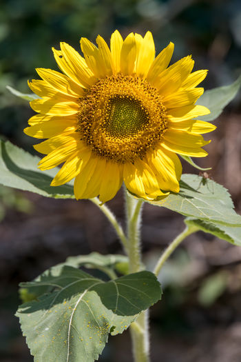 Sunflower blooming in a garden in italy