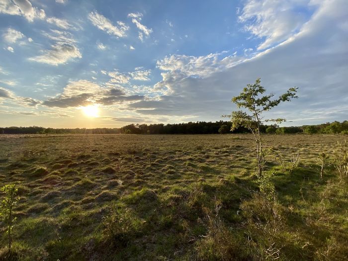 Scenic view of field against sky during sunset