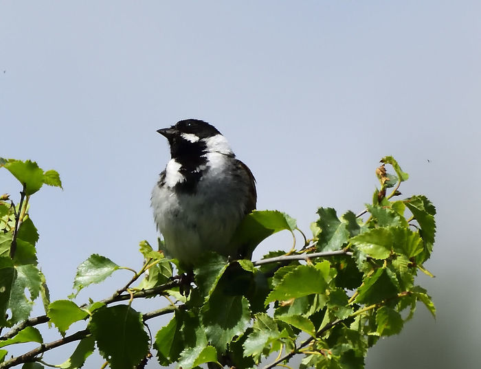 Low angle view of bird perching on tree against clear sky