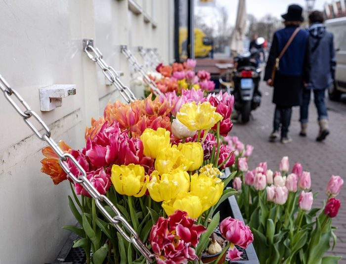 Tulips blooming by street