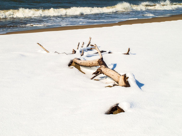Driftwood on beach during winter