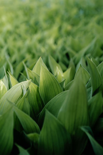 Natural background of lily of the valley leaves.