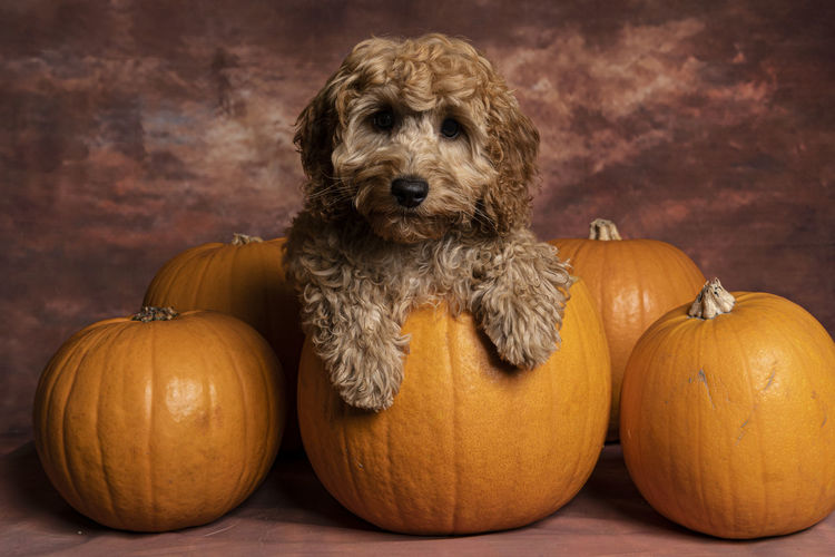 High angle view of dog and pumpkins