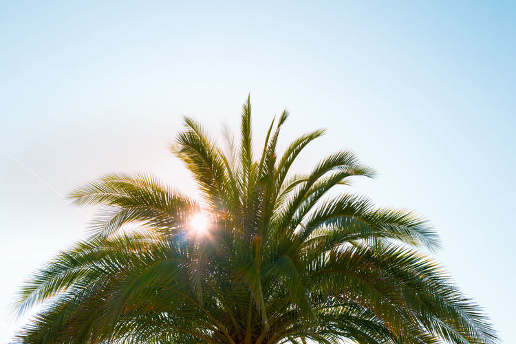 Low angle view of palm trees against clear sky