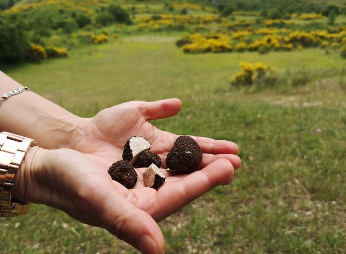 Black truffle in the hands