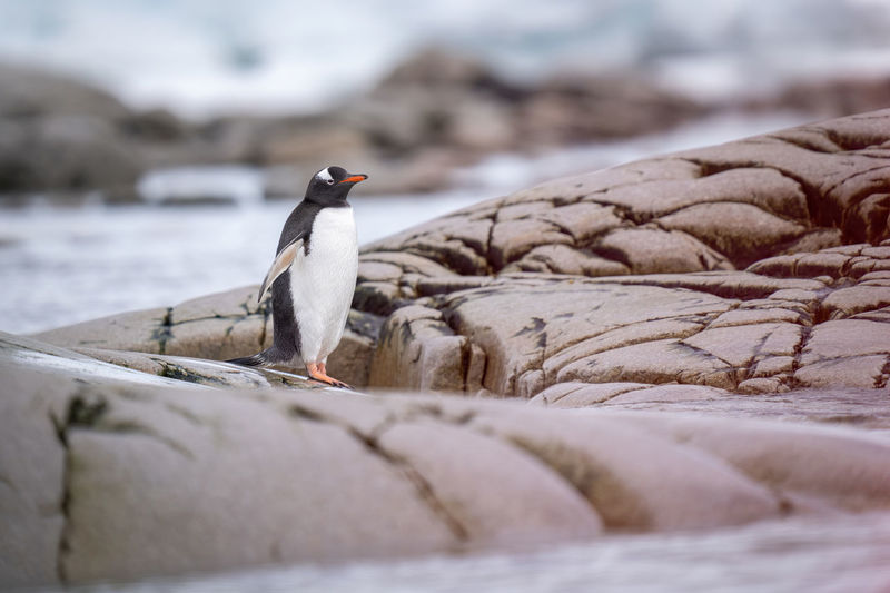 Gentoo penguin stands on rock on coast