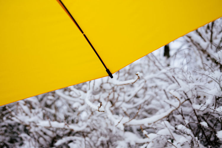 View under umbrella in front of snowy branches