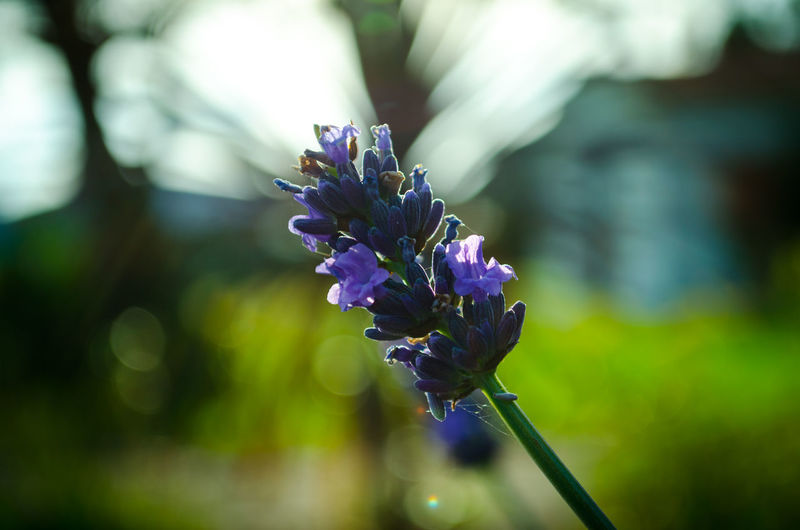 Close-up of purple flowers