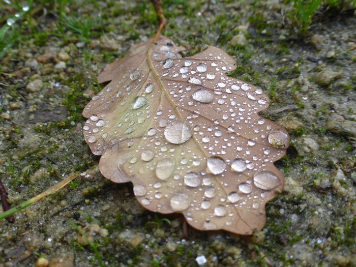 Close-up of wet mushroom on field