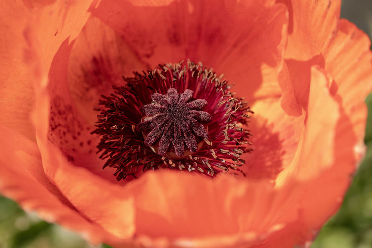 Close-up of orange poppy