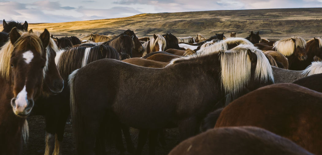 Horses in a field