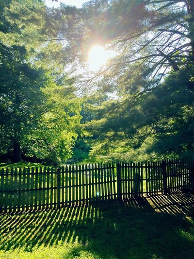 Sun shining through trees