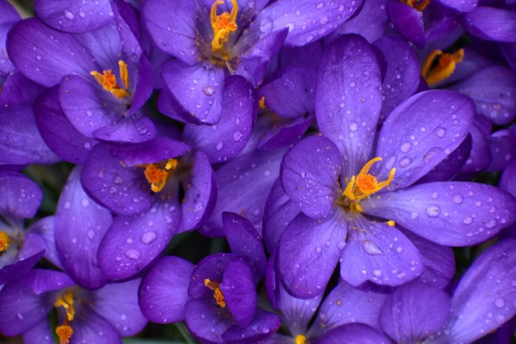 Full frame shot of water drops on purple flowering plant